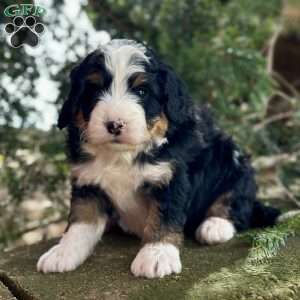 Pippin, Mini Bernedoodle Puppy